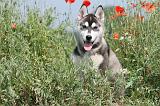 SIBERIAN HUSKY 139